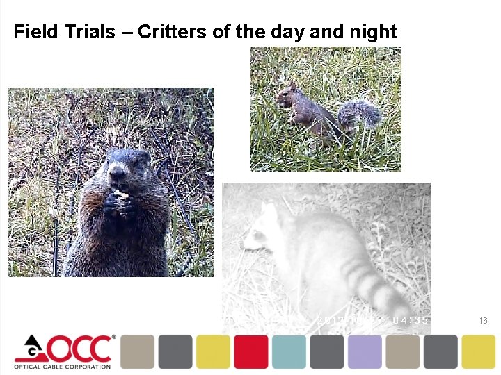 Field Trials – Critters of the day and night 16 