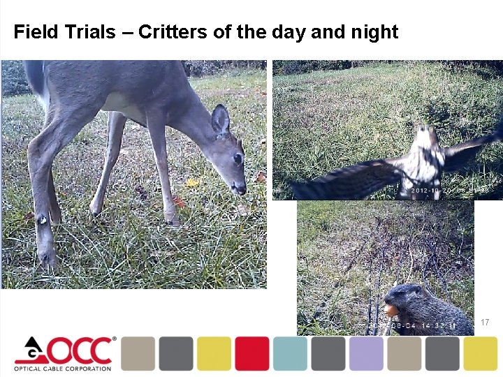 Field Trials – Critters of the day and night 17 