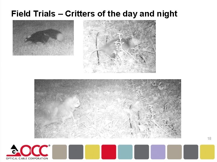 Field Trials – Critters of the day and night 18 