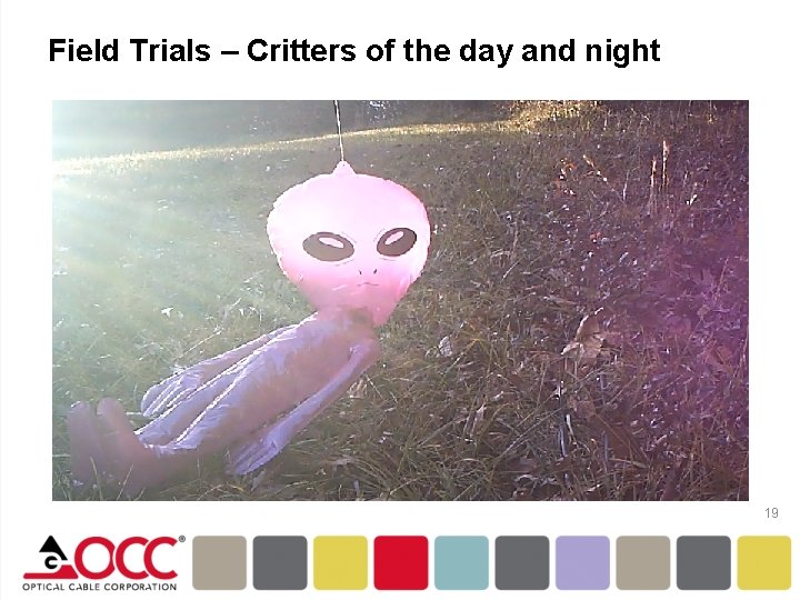 Field Trials – Critters of the day and night 19 