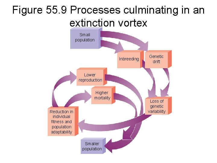 Figure 55. 9 Processes culminating in an extinction vortex Small population Inbreeding Genetic drift