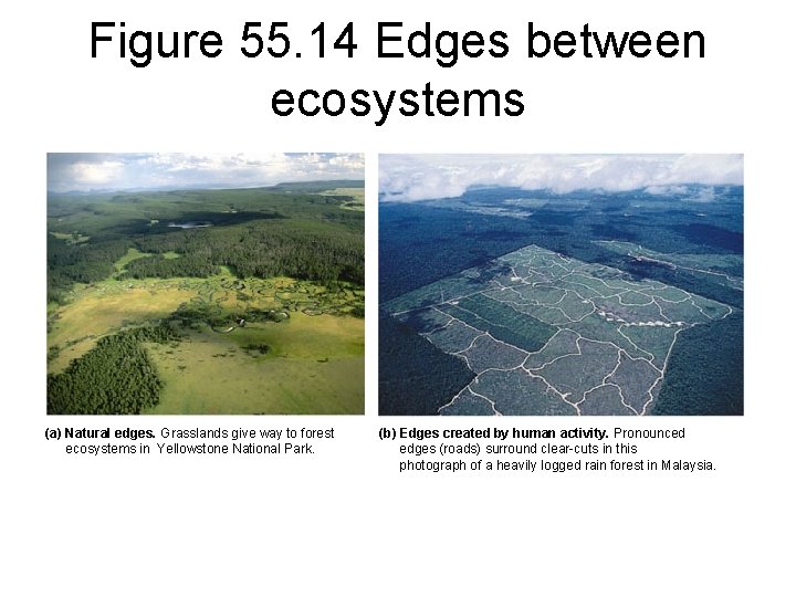 Figure 55. 14 Edges between ecosystems (a) Natural edges. Grasslands give way to forest