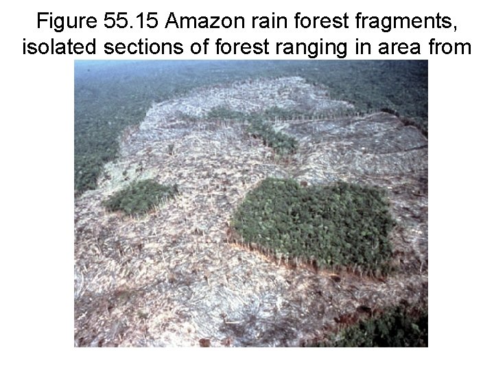 Figure 55. 15 Amazon rain forest fragments, isolated sections of forest ranging in area