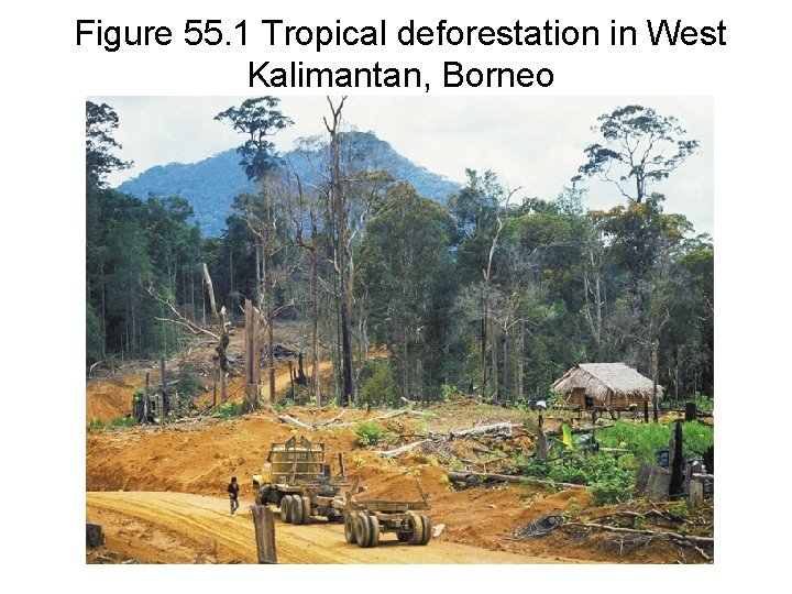 Figure 55. 1 Tropical deforestation in West Kalimantan, Borneo 