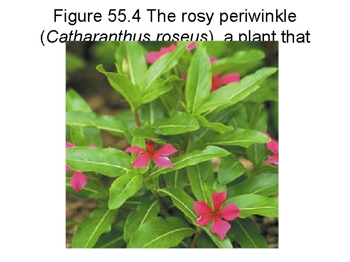 Figure 55. 4 The rosy periwinkle (Catharanthus roseus), a plant that saves lives 