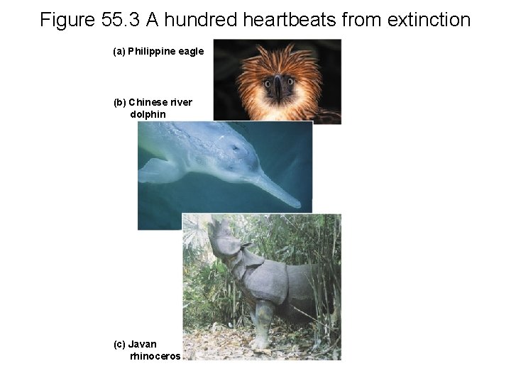 Figure 55. 3 A hundred heartbeats from extinction (a) Philippine eagle (b) Chinese river