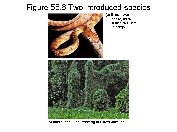Figure 55. 6 Two introduced species (a) Brown tree snake, introduced to Guam in
