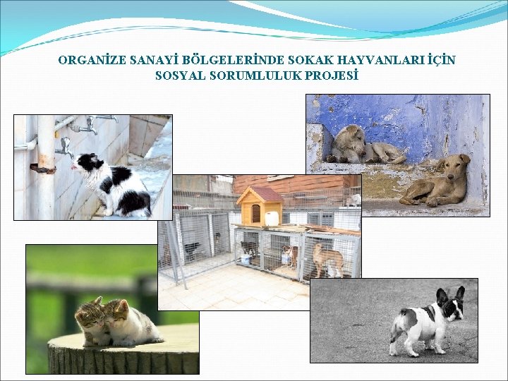 ORGANİZE SANAYİ BÖLGELERİNDE SOKAK HAYVANLARI İÇİN SOSYAL SORUMLULUK PROJESİ 