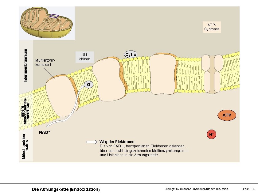 Intermembranraum ATPSynthase Multienzymkomplex I Ubichinon Cyt c Mitochondrienmatrix innere Mitochondrienmembran Q ATP NAD+ H+