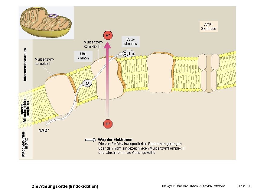 ATPSynthase Intermembranraum H+ Multienzymkomplex III Multienzymkomplex I Cytochrom c Cyt c Ubichinon Mitochondrienmatrix innere