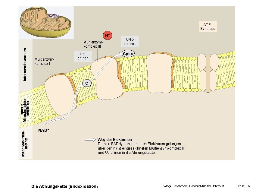 ATPSynthase Intermembranraum H+ Multienzymkomplex III Multienzymkomplex I Ubichinon Cytochrom c Cyt c Mitochondrienmatrix innere