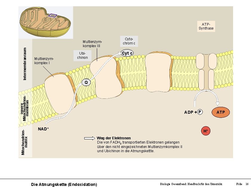 Intermembranraum ATPSynthase Multienzymkomplex III Multienzymkomplex I Ubichinon Cytochrom c Cyt c Mitochondrienmatrix innere Mitochondrienmembran