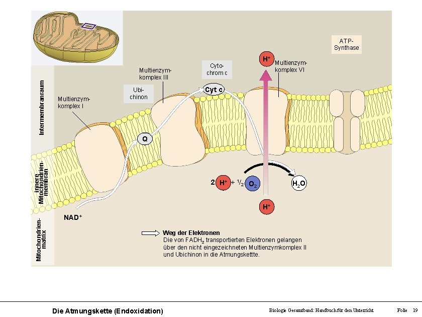 Intermembranraum ATPSynthase Multienzymkomplex III Multienzymkomplex I Ubichinon Cytochrom c H+ Multienzymkomplex VI Cyt c