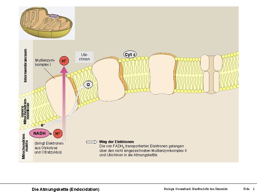 Intermembranraum Multienzymkomplex I H+ Ubichinon Cyt c Mitochondrienmatrix innere Mitochondrienmembran Q e– NADH +