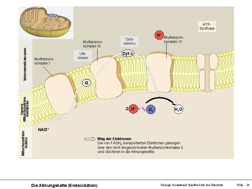 Intermembranraum ATPSynthase Multienzymkomplex III Multienzymkomplex I Ubichinon Cytochrom c H+ Multienzymkomplex VI Cyt c