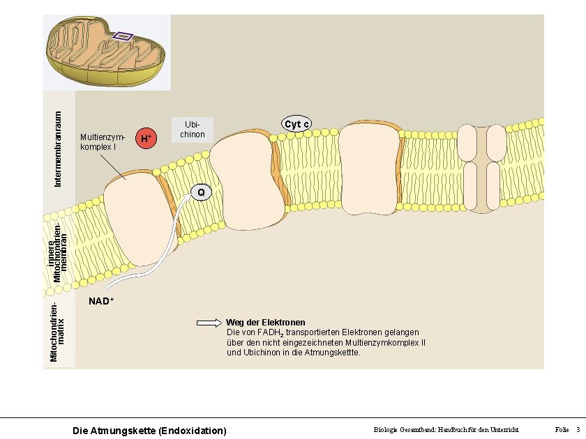 Intermembranraum Multienzymkomplex I H+ Ubichinon Cyt c Mitochondrienmatrix innere Mitochondrienmembran Q NAD+ Weg der