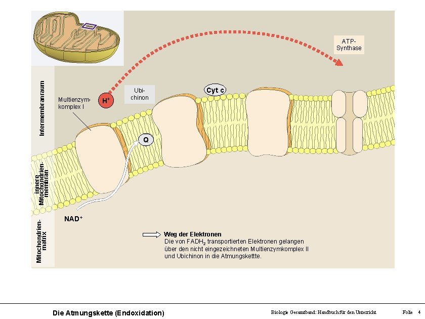 Intermembranraum ATPSynthase Multienzymkomplex I H+ Ubichinon Cyt c Mitochondrienmatrix innere Mitochondrienmembran Q NAD+ Weg
