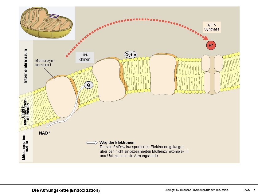 ATPSynthase Intermembranraum H+ Multienzymkomplex I Ubichinon Cyt c Mitochondrienmatrix innere Mitochondrienmembran Q NAD+ Weg