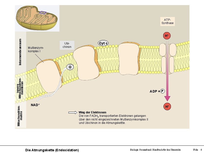 ATPSynthase Intermembranraum H+ Multienzymkomplex I Ubichinon Cyt c Mitochondrienmatrix innere Mitochondrienmembran Q ADP +