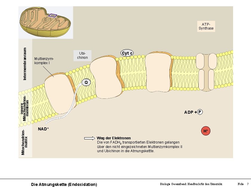 Intermembranraum ATPSynthase Multienzymkomplex I Ubichinon Cyt c Mitochondrienmatrix innere Mitochondrienmembran Q ADP + P