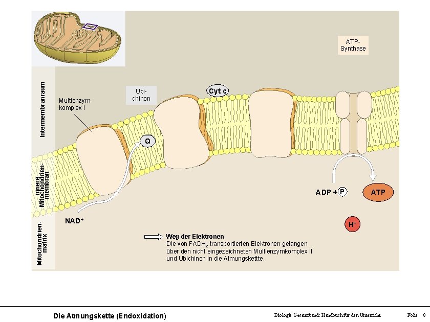 Intermembranraum ATPSynthase Multienzymkomplex I Ubichinon Cyt c Mitochondrienmatrix innere Mitochondrienmembran Q ADP + P