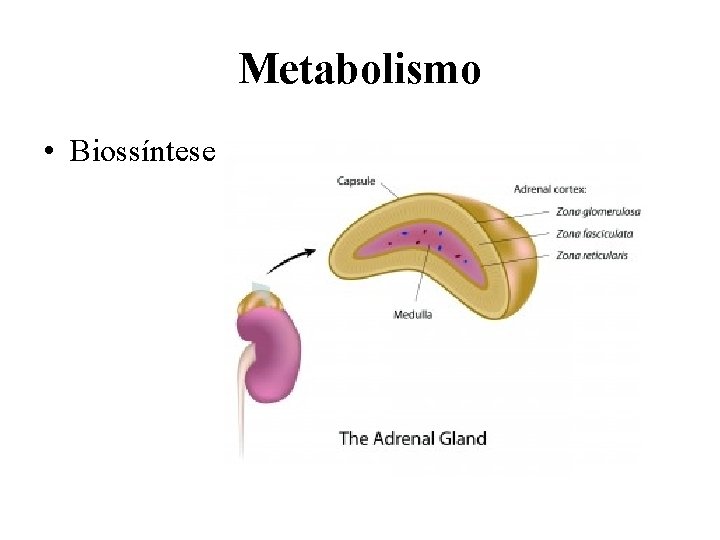 Metabolismo • Biossíntese 