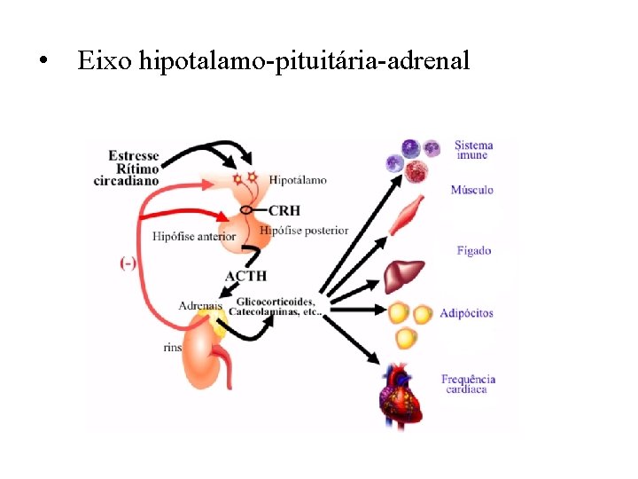  • Eixo hipotalamo-pituitária-adrenal 