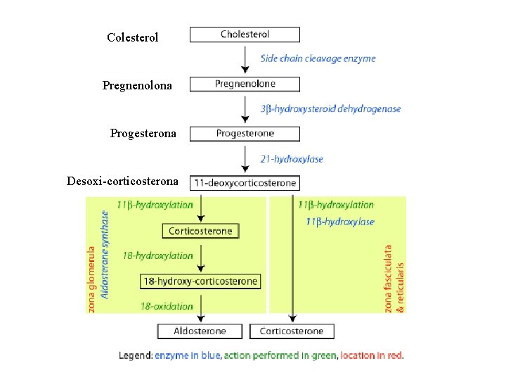 Colesterol Pregnenolona Progesterona Desoxi-corticosterona 