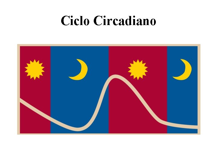 Ciclo Circadiano 