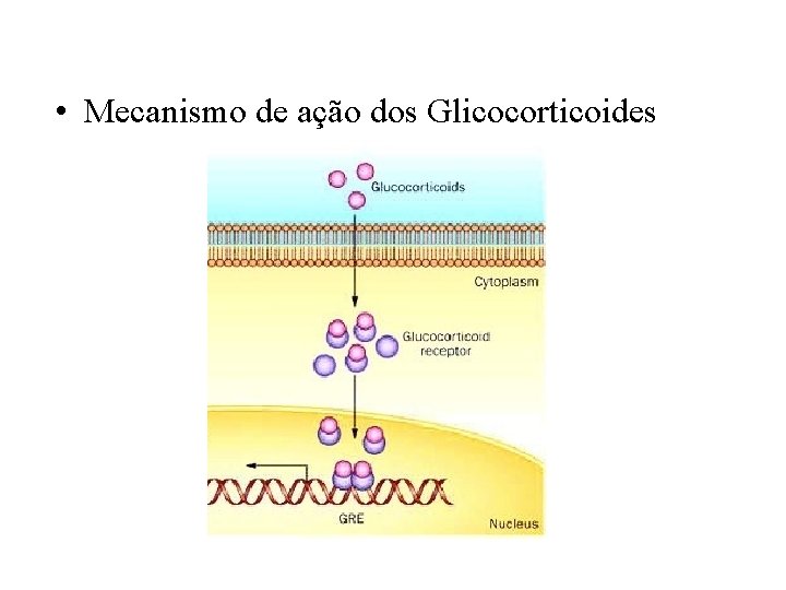  • Mecanismo de ação dos Glicocorticoides 