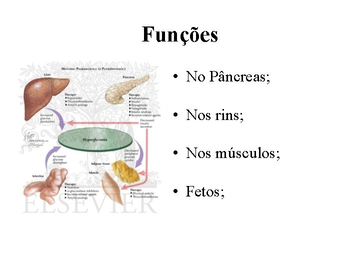 Funções • No Pâncreas; • Nos rins; • Nos músculos; • Fetos; 