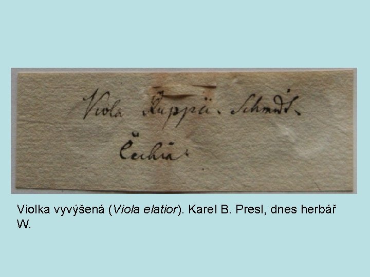 Violka vyvýšená (Viola elatior). Karel B. Presl, dnes herbář W. 