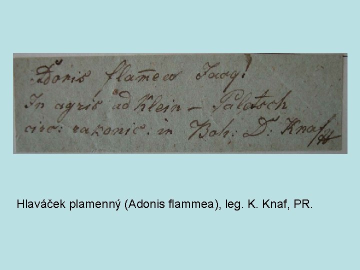 Hlaváček plamenný (Adonis flammea), leg. K. Knaf, PR. 