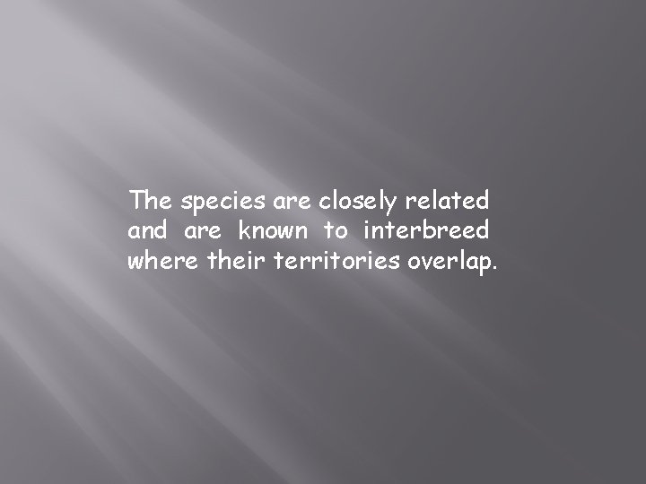The species are closely related and are known to interbreed where their territories overlap.