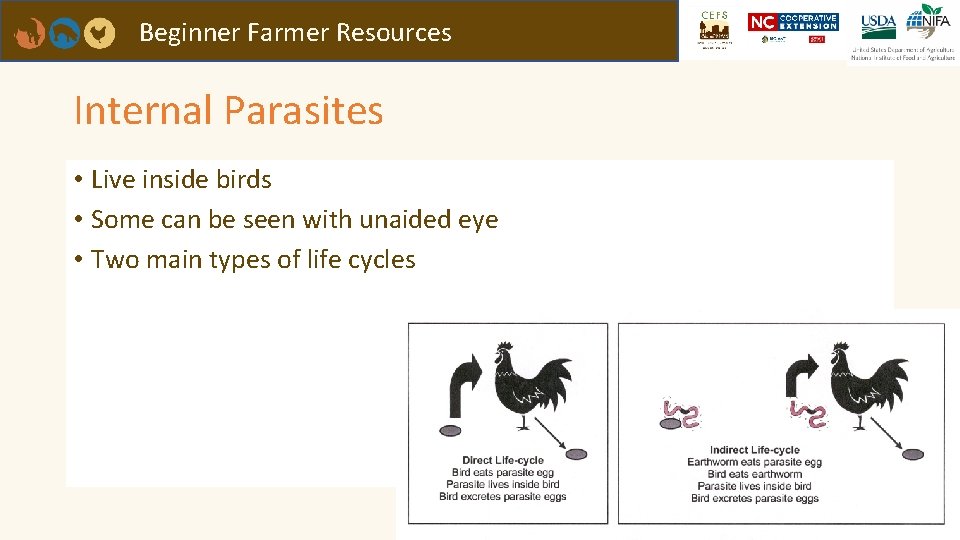 Beginner Farmer Resources Internal Parasites • Live inside birds • Some can be seen