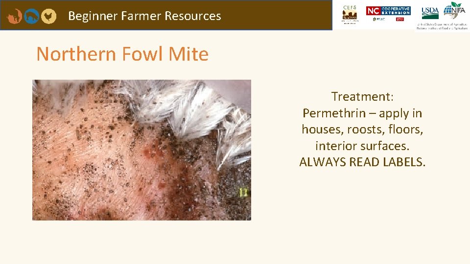 Beginner Farmer Resources Northern Fowl Mite Treatment: Permethrin – apply in houses, roosts, floors,