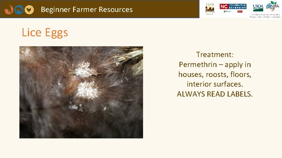 Beginner Farmer Resources Lice Eggs Treatment: Permethrin – apply in houses, roosts, floors, interior