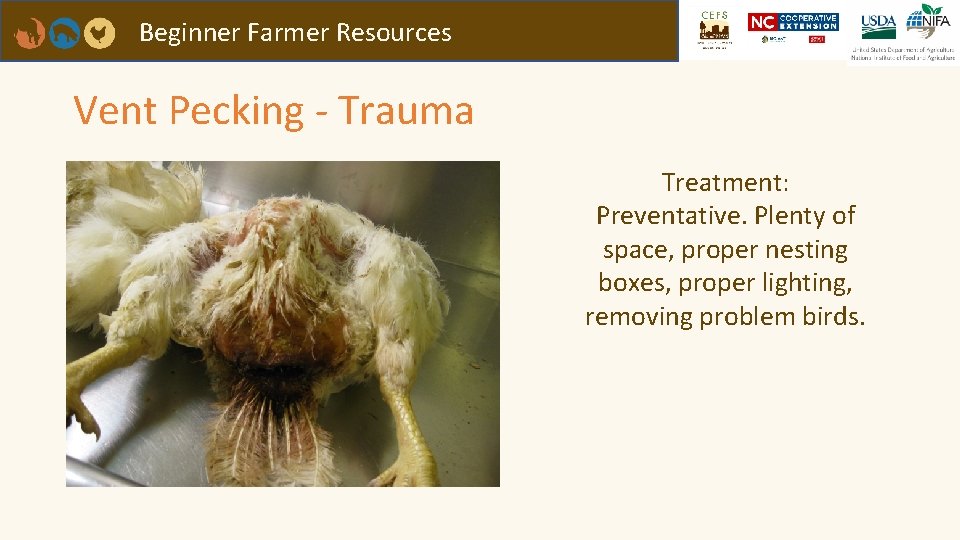 Beginner Farmer Resources Vent Pecking - Trauma Treatment: Preventative. Plenty of space, proper nesting