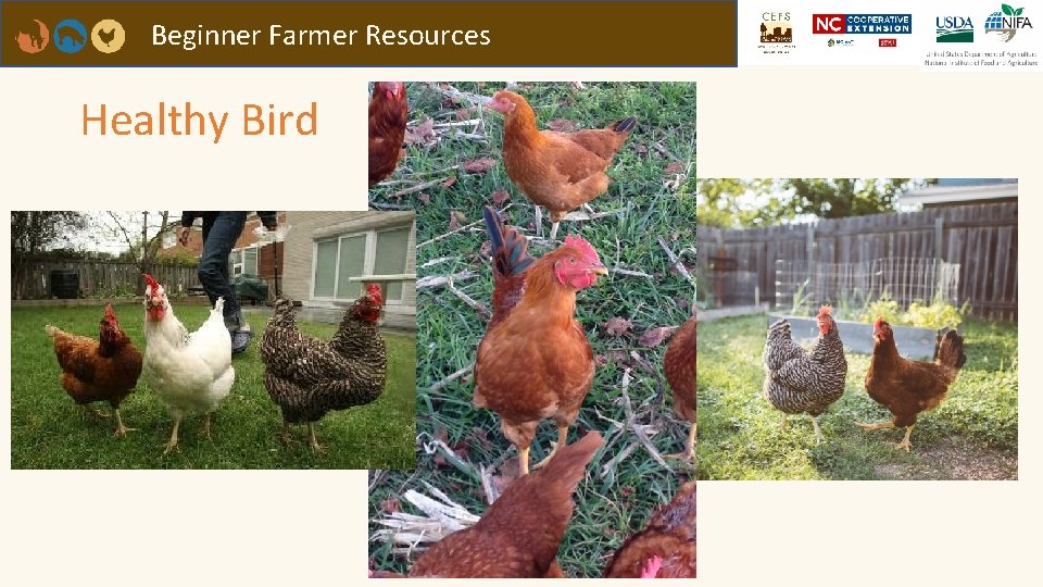 Beginner Farmer Resources Healthy Bird 