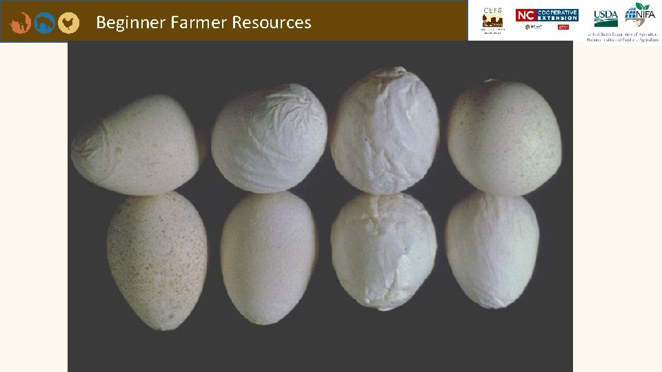 Beginner Farmer Resources 