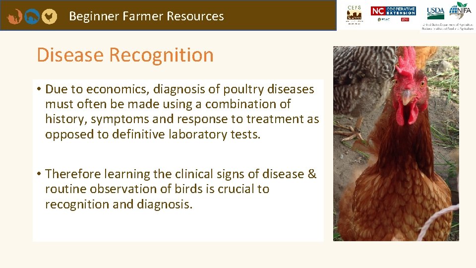 Beginner Farmer Resources Disease Recognition • Due to economics, diagnosis of poultry diseases must