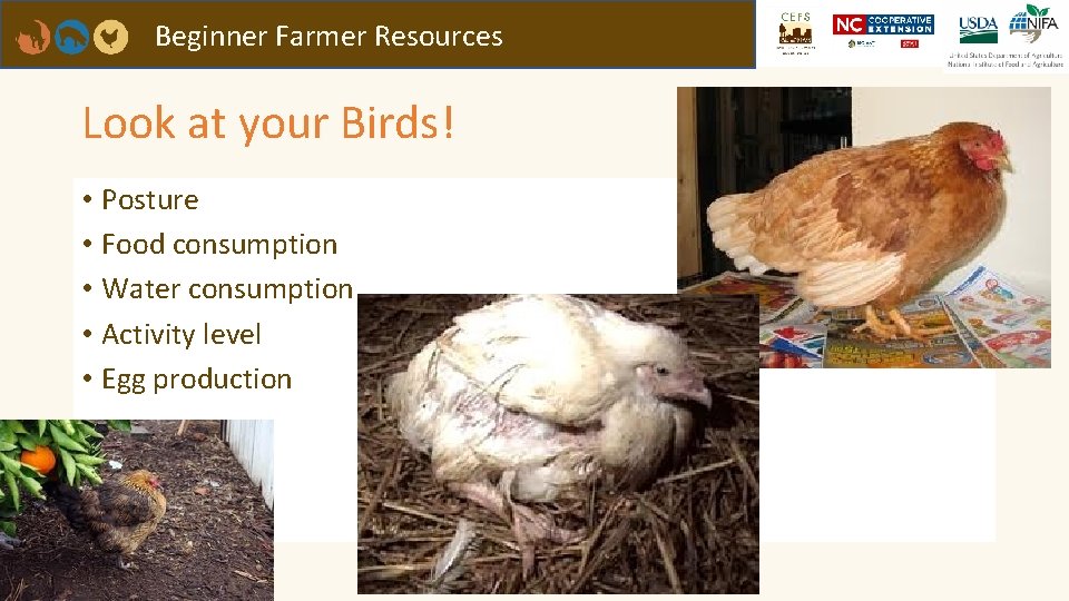 Beginner Farmer Resources Look at your Birds! • Posture • Food consumption • Water