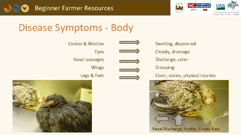 Beginner Farmer Resources Disease Symptoms - Body Combs & Wattles Eyes Nasal passages Wings