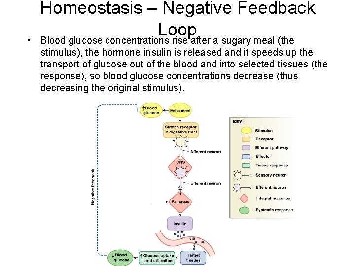 • Homeostasis – Negative Feedback Loop Blood glucose concentrations rise after a sugary