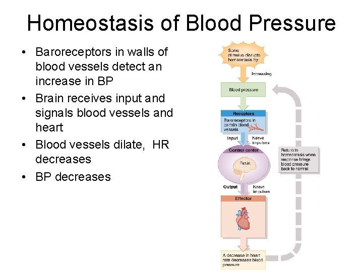Homeostasis of Blood Pressure • Baroreceptors in walls of blood vessels detect an increase