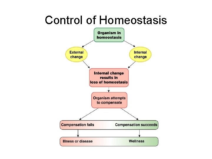 Control of Homeostasis 