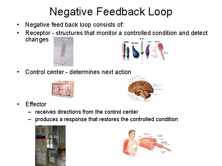 Negative Feedback Loop • Negative feed back loop consists of: • Receptor - structures