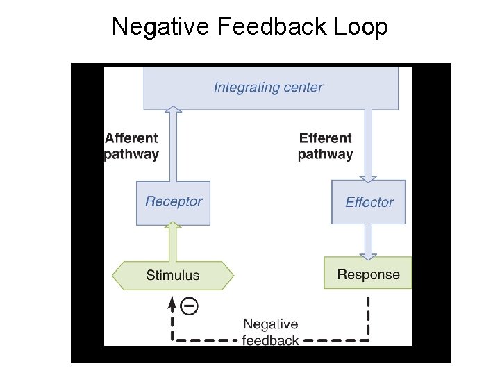 Negative Feedback Loop 