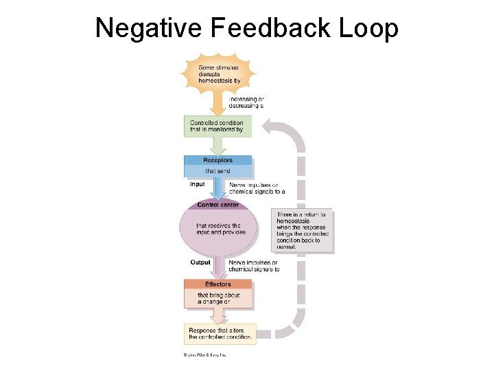 Negative Feedback Loop 
