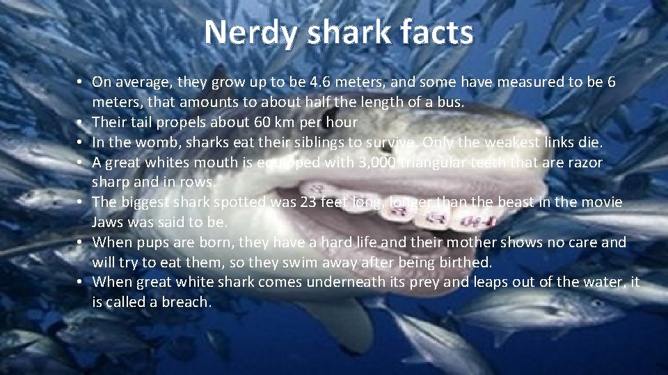 Nerdy shark facts • On average, they grow up to be 4. 6 meters,